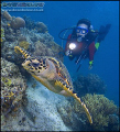   Hawksbill Turtle Sabah Borneo D2x 1224 lens F8 1200th 12-24 12 24 1/200th 200th  